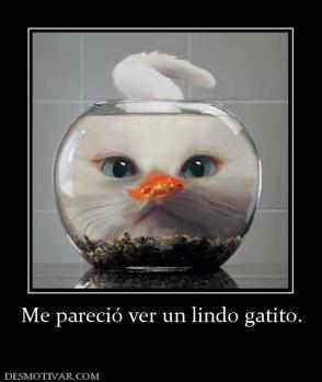 Me pareció ver un lindo gatito.