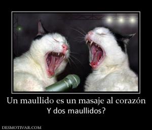 Un maullido es un masaje al corazón Y dos maullidos?