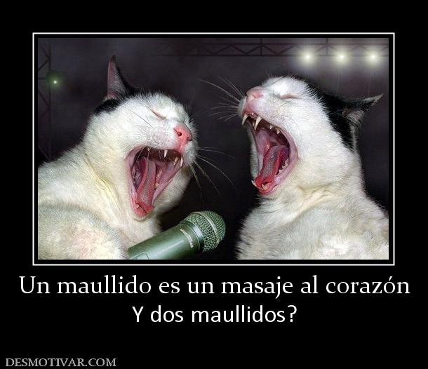 Un maullido es un masaje al corazón Y dos maullidos?