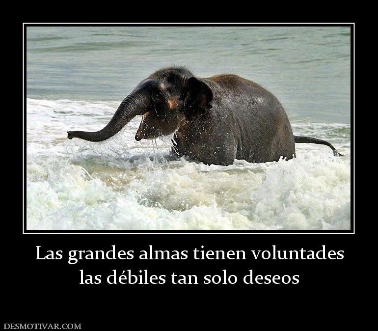 Las grandes almas tienen voluntades las débiles tan solo deseos