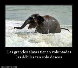 Las grandes almas tienen voluntades las débiles tan solo deseos