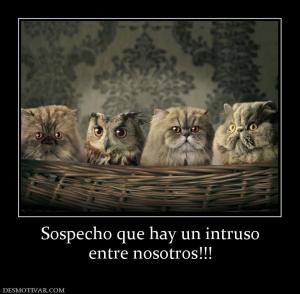 Sospecho que hay un intruso entre nosotros!!!