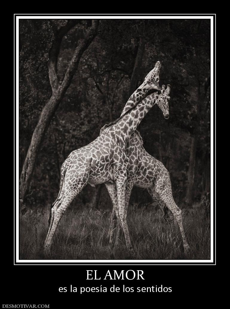 EL AMOR es la poesía de los sentidos