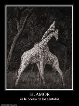 EL AMOR es la poesía de los sentidos