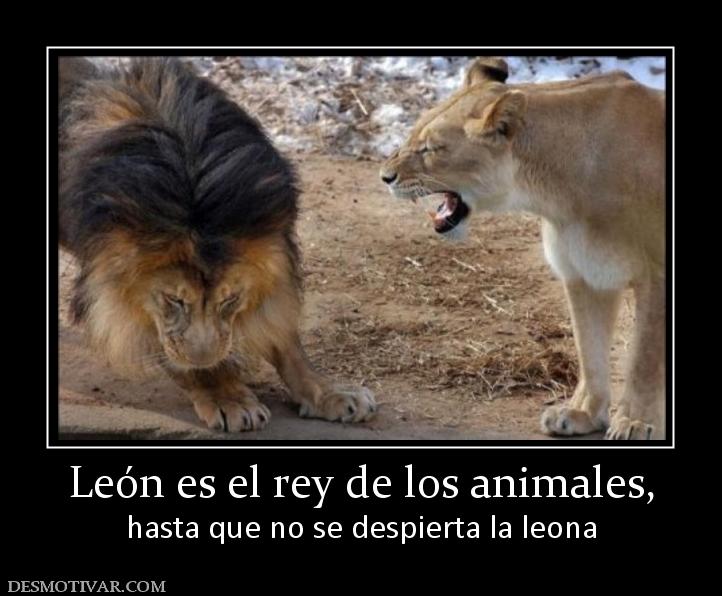 León es el rey de los animales, hasta que no se despierta la leona