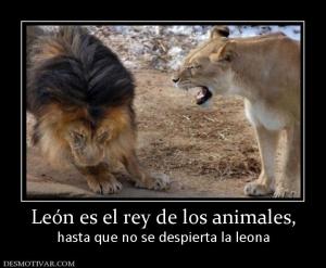 León es el rey de los animales, hasta que no se despierta la leona