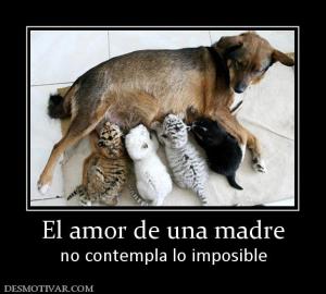 El amor de una madre no contempla lo imposible