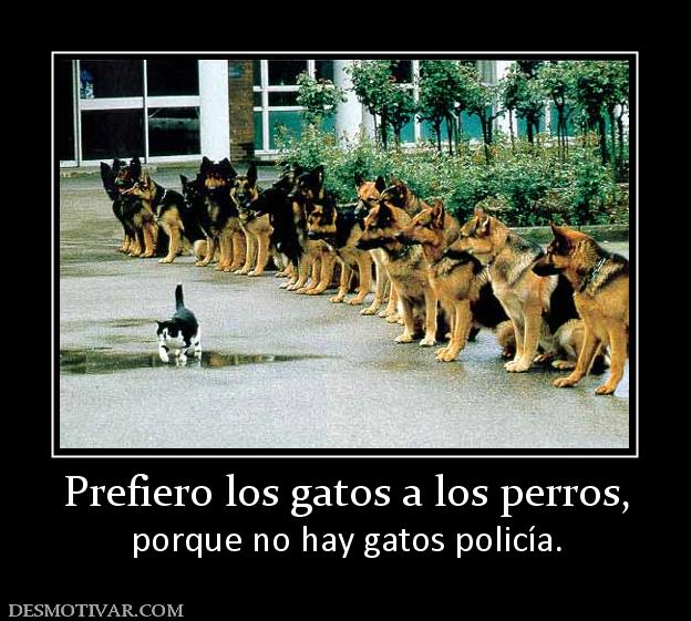 Prefiero los gatos a los perros, porque no hay gatos policía.