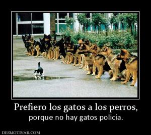 Prefiero los gatos a los perros, porque no hay gatos policía.