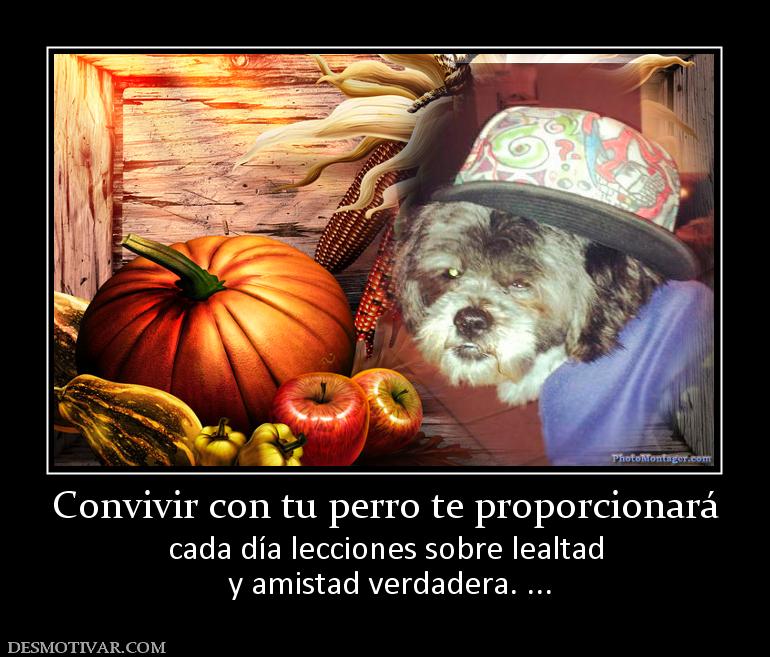 Convivir con tu perro te proporcionará cada día lecciones sobre lealtad  y amistad verdadera. ...