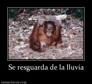 Se resguarda de la lluvia