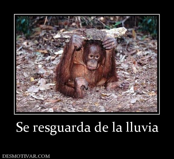 Se resguarda de la lluvia