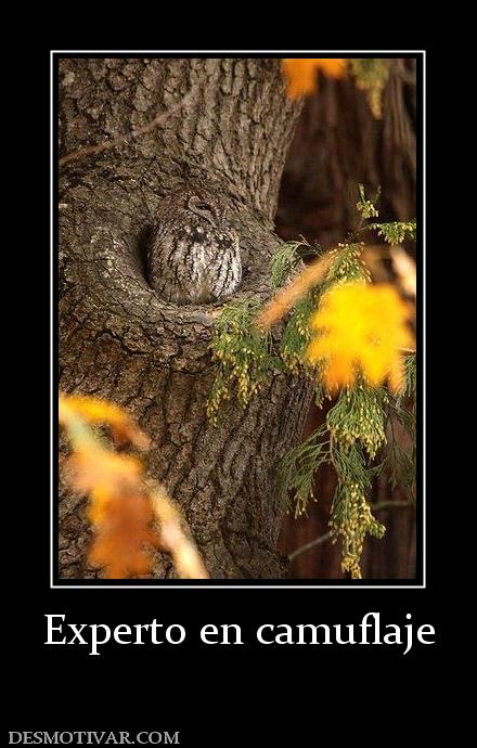Experto en camuflaje