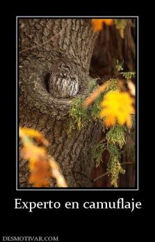 Experto en camuflaje