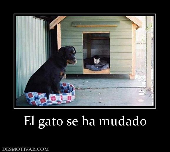 El gato se ha mudado
