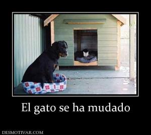 El gato se ha mudado