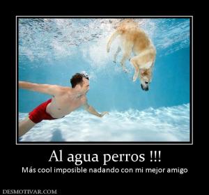 Al agua perros !!! Más cool imposible nadando con mi mejor amigo