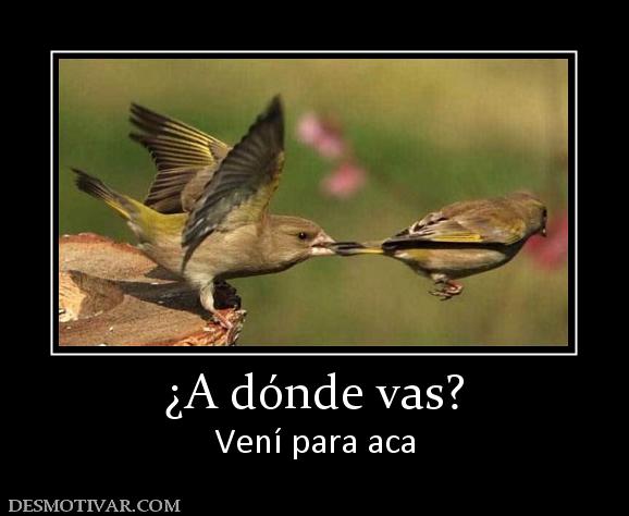 ¿A dónde vas? Vení para aca