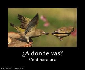 ¿A dónde vas? Vení para aca