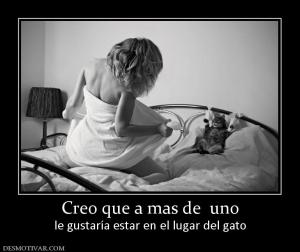 Creo que a mas de  uno le gustaría estar en el lugar del gato