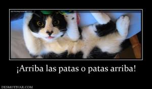 ¡Arriba las patas o patas arriba!