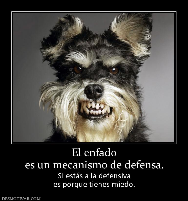 El enfado es un mecanismo de defensa. Si estás a la defensiva es porque tienes miedo.