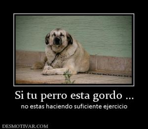 Si tu perro esta gordo ... no estas haciendo suficiente ejercicio
