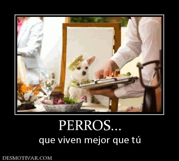 PERROS... que viven mejor que tú