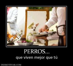 PERROS... que viven mejor que tú