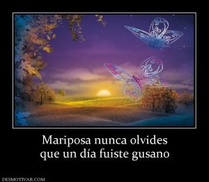 Mariposa nunca olvides que un día fuiste gusano