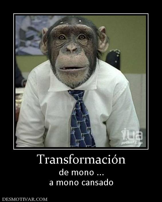 Desmotivaciones mono Imagui