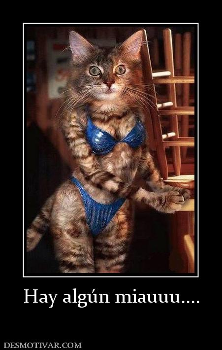 Hay algún miauuu....