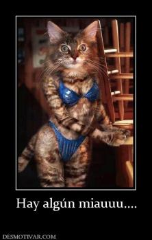 Hay algún miauuu....