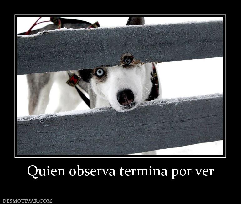 Quien observa termina por ver