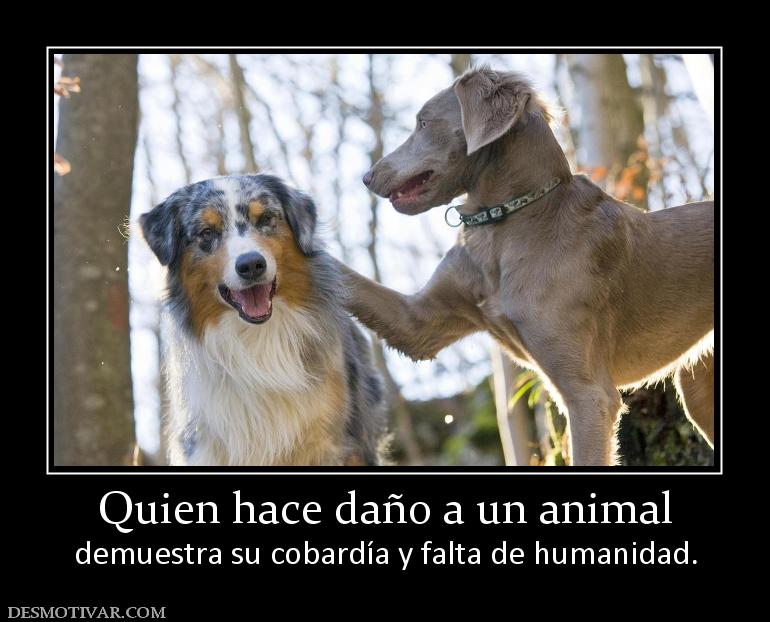 Quien hace daño a un animal demuestra su cobardía y falta de humanidad.