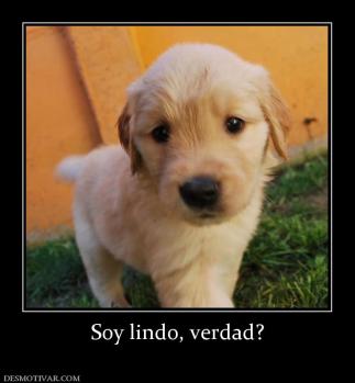 Soy lindo, verdad?
