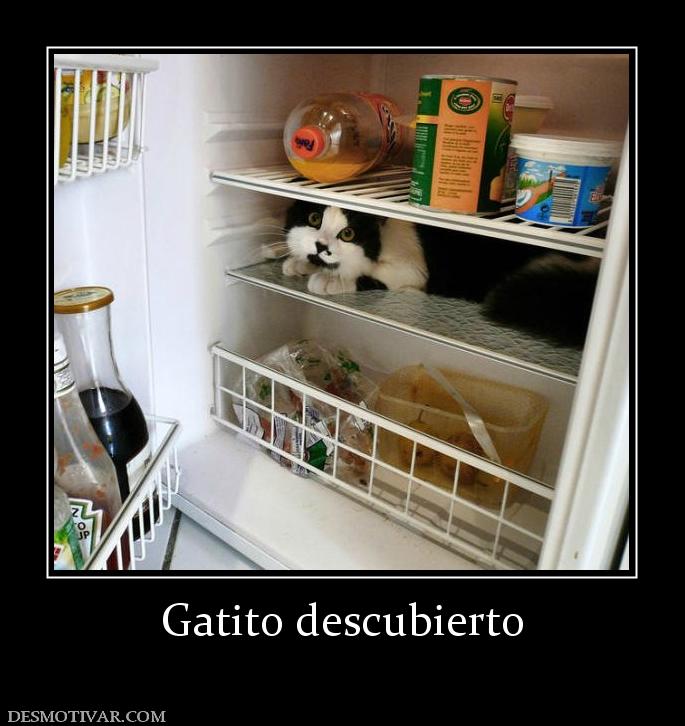 Gatito descubierto