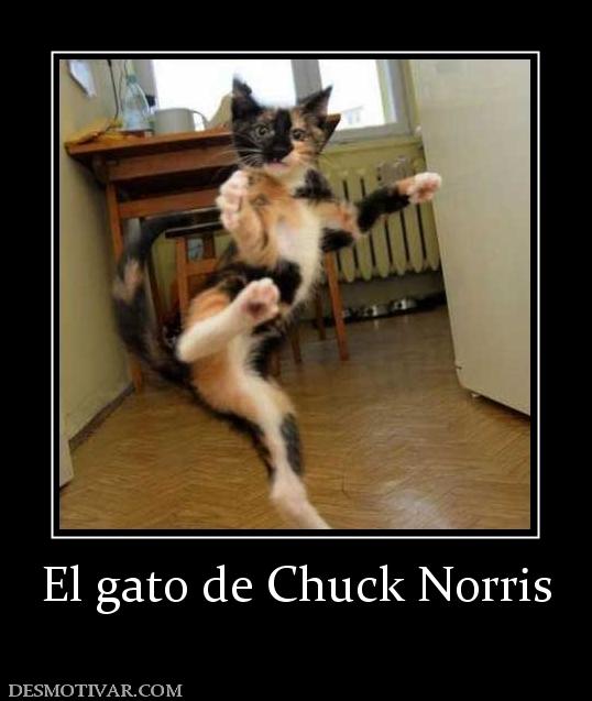 El gato de Chuck Norris