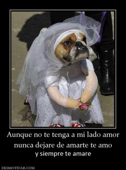 Aunque no te tenga a mi lado amor nunca dejare de amarte te amo y siempre te amare