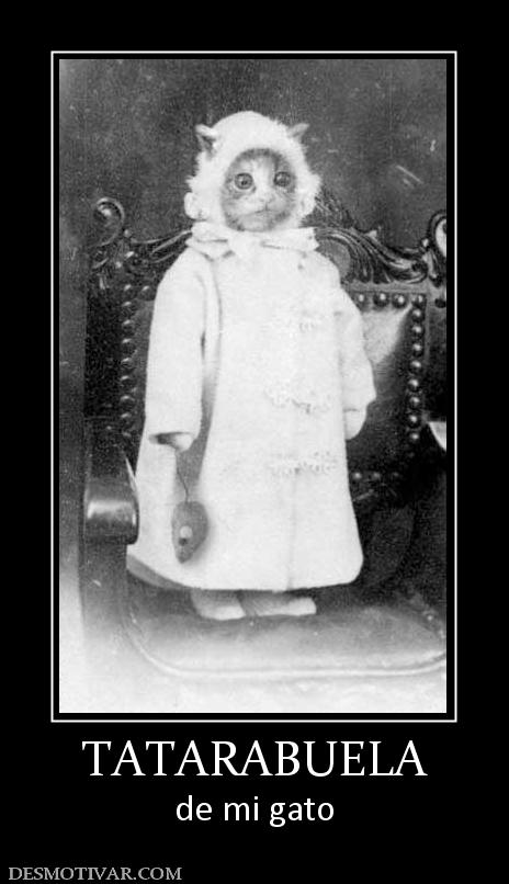 TATARABUELA de mi gato