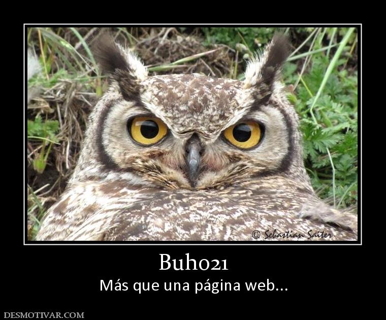 Buho21 Más que una página web...