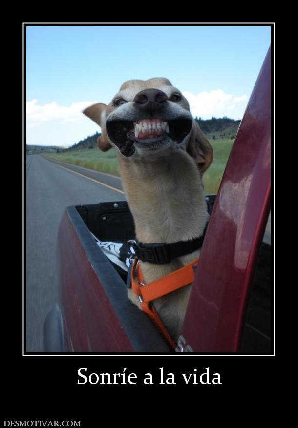 Sonríe a la vida