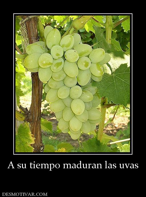 A su tiempo maduran las uvas