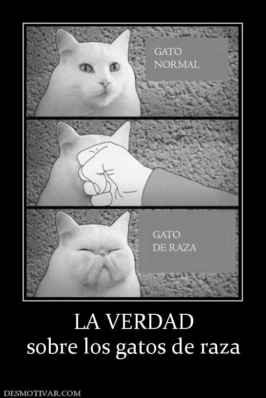 LA VERDAD sobre los gatos de raza