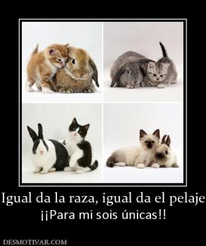 Igual da la raza, igual da el pelaje ¡¡Para mi sois únicas!!