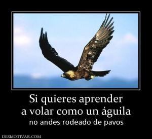 Si quieres aprender a volar como un águila no andes rodeado de pavos