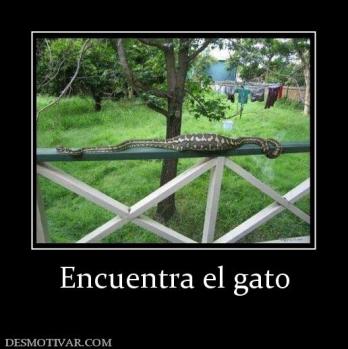 Encuentra el gato