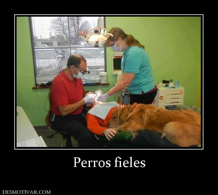 Perros fieles