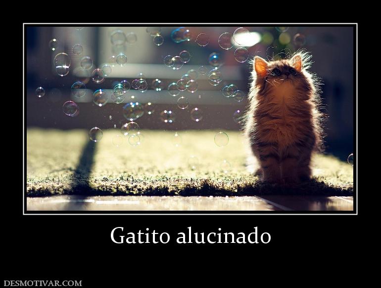 Gatito alucinado