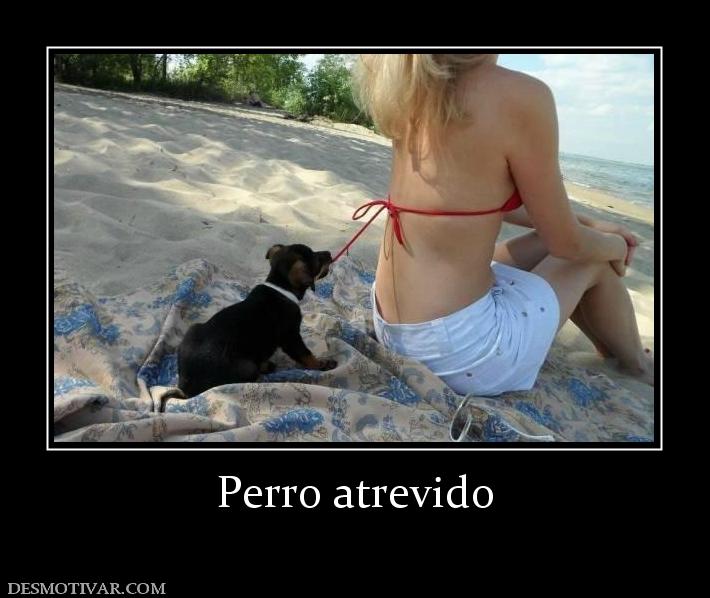 Perro atrevido